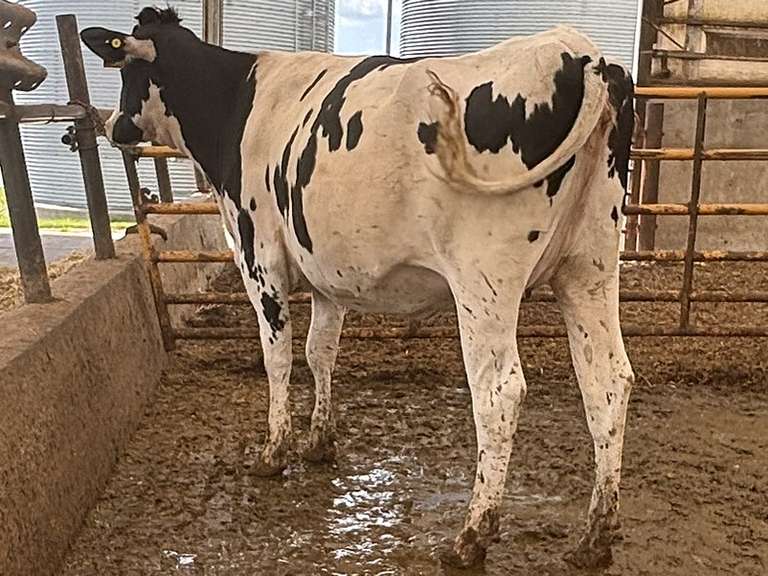 (10) Preg Holstein Heifers | Due 8-7 to 8-29, Avg 234 DCC | AI Bred Conv Holstein (Serv Sires Avg 732 NM$) | Medium Flesh, Est Weight 1250#-1350# | 3 AI Sired ID - Sires Avg 497 NM$ |⭐GOLD STAR Grower | Sand Stalls, Headlocks, Complete Vaccinations & Herd Health | Weber Dairy Pinconning, MI | Load by 7-11-25 (Rep Gabe Papoi 989-444-8275) | 2872 4939 4992 4994 15190 812649 812707 817705 817751 877770