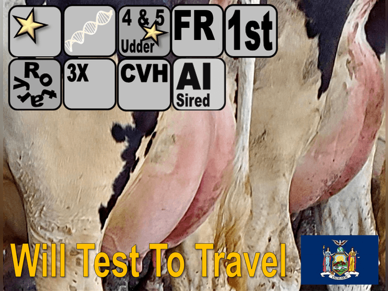 (25) Fresh 1st Lact Holstein Heifers | Fresh 5-12 to 7-2 | 3X Group Avg 43 DIM 85#m SCC-36K, 587 gNM$, 2646 gTPI, 4 & 5⭐Udders,  | AI Sired-Sires Avg 639 NM$ | Dams ACTUAL Avg 32988m 1466f 1120p 22531cfp | ⭐GOLD STAR Genetic Focus Herd, Tank Avg 94# on 2400 Cows | Extensive ET Program, From some of the greatest cow families in the breed with literally Hundreds of bulls in AI! | Rotary Parlor, Sand Freestalls, Headlocks, Complete Herd Health & Vaccinations, Registered | Oakfield Corners Dairy Oakfield, NY | Load by 8-1-25 (Rep Paul Warner 517-231-8427) | WILL TEST TO TRAVEL 7070 7130 21575 21799 21825 22052 22105 22281 22290 22312 22313 22336 22374 22407 22478 58507 58564 71175 71300 96542 96574 96596 96647 96689 96721