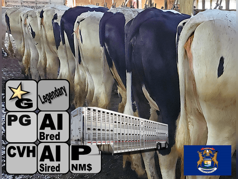 (32) Preg Holstein Heifers | Due 8-11 to 8-28, Avg 235 DCC | AI Bred Conv Holstein (Serv Sires Avg 684 NM$) | Medium+ Flesh, Est Weight 1350#-1450#, Group Avg 302 pNM$ | AI Sired -Sires Avg 619 NM$ | Dams 305me Avg 34560m 1361f 1037p 2398cfp | Legendary ⭐GOLD STAR Herd - RHA 33736 3.9 1316 3.0 1027 @ Dispersal | Headlock Trained, Sand Stalls, Complete Herd Health & Vaccinations | Nobis Dairy Farm St. Johns, MI | Load By 5-16-25 (Rep Paul Warner 517-231-8427) | 3162 3164 3168 3100 3105 3116 3165 3122 3112 3038 3094 3151 3133 3167 3084 3161 3153 3157 3134 3148 3152 3155 3159 3176 3185 3190 3173 3182 3175 3181 3172 3184 SCION Heifer Calf Contract available for the current pregnancies, Call Chad Kreeger 517-294-3484 For Details