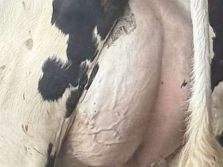(13) Fresh 1st Lact Holstein Heifers | Fresh 5-13 to 6-22 | 3X Group Avg 54 DIM 94#m (103#ecm) 4.4%f 2.9%p SCC-39K, 238 pNM$, 250 pCM$, 4⭐Udders,  | AI Sired-Sires Avg 482 NM$ | Dams 305me Avg 32902m 1451f 981p 2433cfp | ⭐GOLD STAR Genetic Focus Herd, RHA 30936 4.3 1341 3.1 948, July Test 103# 4.5%f, Top 100 Herd-Central Star | Rotary Parlor, Sand Freestalls, Headlocks, Complete Herd Health & Vaccinations, Registered, Fairlife Certified | Yonkman Dairy McBain, MI | Sort @ Loading by 8-1-25 (Rep Chad Kreeger 517-294-3484 & Gabe Papoi 989-444-8275) | (OFI) WILL TEST TO TRAVEL 8914 8956 8980 8991 9003 9014 9015 9016 9023 9025 9034 9057 9104
