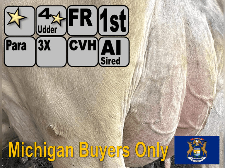 (14) Fresh 1st Lact Holstein Heifers | Fresh 5-20 to 6-6 | 3X Group Avg 53 DIM, 97#m (101#ecm) 4.0%f 2.8%p 39(k)scc, 4⭐Udders, 236 pNM$ | AI Sired-Sires Avg 472 NM$ | Dams 305me Avg 32127m 1210f 979p 2189cfp | ⭐GOLD STAR Herd, RHA 31648 3.9 1235 3.1 996  | Parallel Parlor, Sand Freestalls, Headlocks, Complete Herd Health & Vaccinations | Wirth Dairy Farm Evart, MI | Load by 7-25-25 (Rep Gabe Papoi 989-444-8275) | MICHIGAN BUYERS ONLY 6084 6121 6145 6155 6163 6171 6191 6196 6197 6206 6208 6214 6216 6231