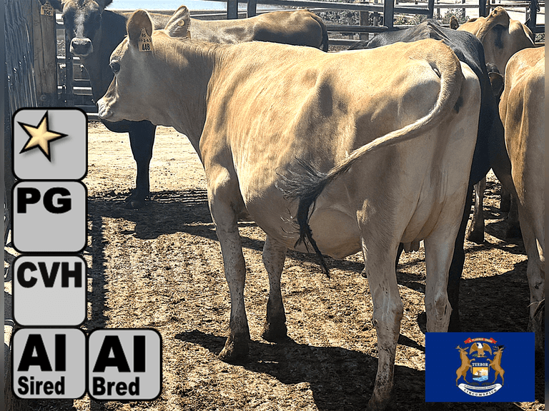 (13) Preg Jersey Heifers | Due 8-21 to 10-15, Avg 226 DCC | 10 Bred SEXED (Serv Sires Avg  415 NM$) 3 Bred Beef (Limo) |AI Sired-Sires Avg 205NM$ | Medium Flesh, Est Weight 900#-1000# |⭐GOLD STAR Herd, Sand Stalls, Headlocks, TMR Complete Herd Health & Vaccinations | Deluur Dairy Marlette, MI | Load by 8-1-25 (Rep Chad Kreeger 517-294-3484) | 168 230 348 356 375 394 424 448 474 481 667 760 763