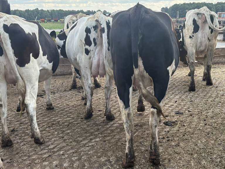 (9) Preg Holstein Heifers | Preg 7-8 Months to HB-Holstein | Medium Flesh, Est Weight 1300# | 7 AI Sired- Sires Avg 502 NM$ & are Polled | Sand Stalls, Vaccinated (Boostered 6-25 Cattlemaster Gold FP 5L5 & Oneshot) | Mike Laier Alger, MI | Load by 7-11-25 (Rep Gabe Papoi 989-444-8275) | 1163 1169 1170 1172 1175 1191 1194 1197 4080