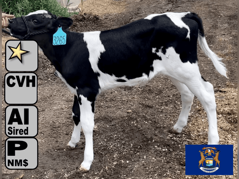 (10) Holstein Heifer Calves | Born 6-25 to 6-14 | Group Avg 445 pNM$ | AI Sired-Sires Avg 651 pNM$ | They are out of Heifers, Grandams 305me Avg 30380m 2532cfp | Vaccinated w/ Naselgen 3 PMH @ Birth & Weaning, Trishield Tube @ Birth, 1.5 Gal of Colusturn +25 BRIX | ⭐GOLD STAR Herd, RHA 24641 5.0 1241 3.2 785 (1/2 Jerseys) | LC Dairy Portland, MI | Load By 7-25-25 (Rep Chad Kreeger 517-294-3484) | SCION Weaned Calf Contract Available, Contact Chad with any questions 3260 3261 3262 3264 3265 3266 3267 3270 3273 3275