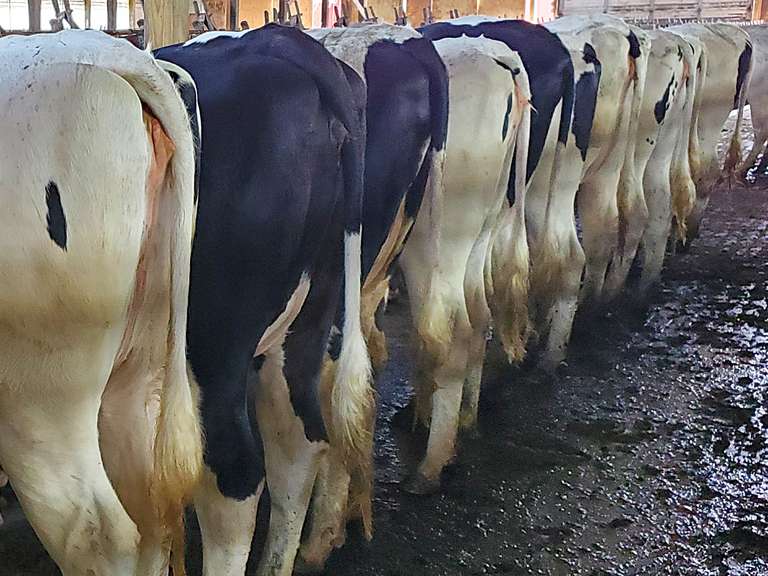 (32) Preg Holstein Heifers | Due 8-11 to 8-28, Avg 235 DCC | AI Bred Conv Holstein (Serv Sires Avg 684 NM$) | Medium+ Flesh, Est Weight 1350#-1450#, Group Avg 302 pNM$ | AI Sired -Sires Avg 619 NM$ | Dams 305me Avg 34560m 1361f 1037p 2398cfp | Legendary ⭐GOLD STAR Herd - RHA 33736 3.9 1316 3.0 1027 @ Dispersal | Headlock Trained, Sand Stalls, Complete Herd Health & Vaccinations | Nobis Dairy Farm St. Johns, MI | Load By 5-16-25 (Rep Paul Warner 517-231-8427) | 3162 3164 3168 3100 3105 3116 3165 3122 3112 3038 3094 3151 3133 3167 3084 3161 3153 3157 3134 3148 3152 3155 3159 3176 3185 3190 3173 3182 3175 3181 3172 3184 SCION Heifer Calf Contract available for the current pregnancies, Call Chad Kreeger 517-294-3484 For Details
