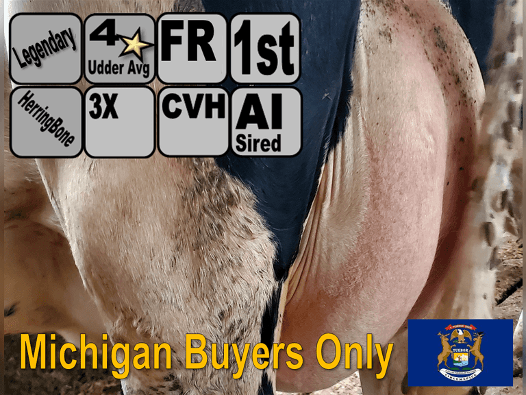 (18) Fresh 1st Lact Holstein Heifers | Fresh 6-8 to 7-6 | 3x Group Avg 29 DIM  93#m, 322 pNM$, 4 ⭐Udder | AI Sired- Sires Avg 255 pNM$ | Legendary Herd, 3X RHA 29078 3.9 1144 3.1 912 | Herringbone Parlor, Headlocks, Matress Freestalls, Slats, Complete Herd Health & Vaccinations | Cole's Riverview Farms Byron, MI | Sort at loading by 7-25-25 (Rep Paul Warner 517-231-8427) | MICHIGAN BUYERS ONLY 2076 2079 2105 2114 2119 2121 2123 2129 2130 2133 2146 2160 2161 2180 2184 2190 2191 2197 2198