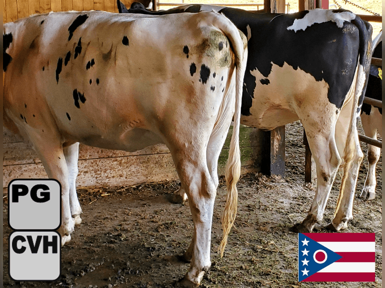 (12) Preg Holstein Heifers | Due In September to HB-Holstein (Pintree 755, PO gNM$ 612) | Medium Flesh, Est Weight 1250#-1300# | Headlock Trained, TMR & Pasture | 5 AI Sired-ABS, & Rest Pinetree HB Sired, Robotic Bred, & Right off the dairy | Broadview Farms Lousiville, OH | Load by 8-1-25 (Rep Paul Warner 517-231-8427) | 22 193 195 200 204 206 207 209 216 218 220 225