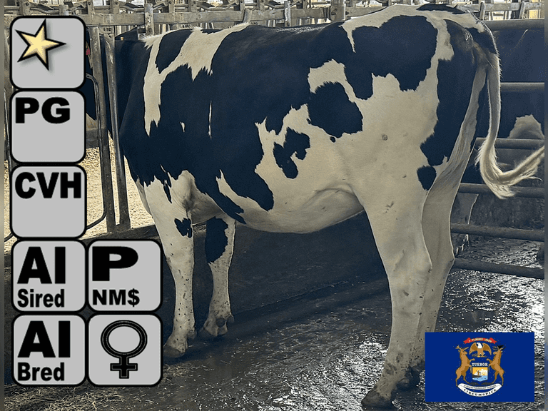 (20) Preg Holstein Heifers | Due 11-24 to 1-22, Avg 124 DCC | AI Bred - 75% Sexed Holstein & 25% Conv Holstein (Serv Sires Avg 826 NM$, Preg Avg 495 pNM$) | Medium+ Flesh, Est Weight 1000#-1100#, Group Avg 120 pNM$ | AI Sired -Sires Avg 656 NM$ | Dams 305me Avg 33518m 1389f 1096p 2485cfp | Headlock Trained, Sand Stalls, Complete Herd Health & Vaccinations | ⭐GOLD STAR Herd - RHA 29537m 1222f 984p | Reid Dairy Farm Jeddo, MI | Load By 7-25-25 (Rep Chad Kreeger 517-294-3484 ) | SCION Heifer Calf Contract available for the current pregnancies, Call Chad Kreeger 517-294-3484 For Details 6777 6781 6782 6784 6785 6787 6788 6789 6790 6792 6794 6795 6798 6800 6807 6809 6811 6812 6813 6815