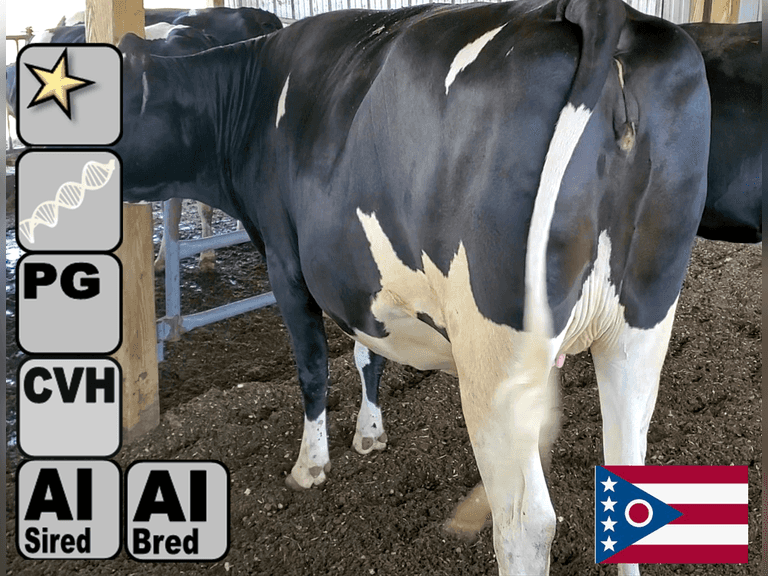 (13) Preg Holstein Heifers | Due 9-5 to 10-25, Avg 219 DCC | AI Bred Conv Holstein (Serv Sires Avg 814NM$) | Medium+ Flesh, Est Weight 1350#-1450#, Group Avg 307 pNM$ | AI Sired -Sires Avg 632 NM$ | Dams 305me Avg 30256m 1403f 939p 2342cfp |⭐GOLD STAR Genetic Focus Herd - RHA 29323 4.7 1379 3.2 940 | Headlock Trained, Complete Herd Health & Vaccinations | Lots 20-1 & 20-2 were gate cut for trucking, buy them both & we will get a big truck | Alfa Creek Farms Andover. OH | Load By 8-1-25 (Rep Paul Warner 517-231-8427) | SCION Heifer Calf Contract available for the current pregnancies, Call Chad Kreeger 517-294-3484 For Details 449 451 453 456 457 467 470 479 481 483 488 489 490
