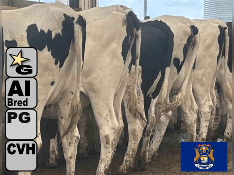 (10) Preg Holstein Heifers | Due 8-7 to 8-29, Avg 234 DCC | AI Bred Conv Holstein (Serv Sires Avg 732 NM$) | Medium Flesh, Est Weight 1250#-1350# | 3 AI Sired ID - Sires Avg 497 NM$ |⭐GOLD STAR Grower | Sand Stalls, Headlocks, Complete Vaccinations & Herd Health | Weber Dairy Pinconning, MI | Load by 7-11-25 (Rep Gabe Papoi 989-444-8275) | 2872 4939 4992 4994 15190 812649 812707 817705 817751 877770