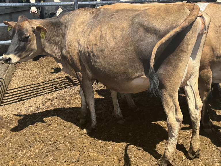 (13) Preg Jersey Heifers | Due 8-21 to 10-15, Avg 226 DCC | 10 Bred SEXED (Serv Sires Avg  415 NM$) 3 Bred Beef (Limo) |AI Sired-Sires Avg 205NM$ | Medium Flesh, Est Weight 900#-1000# |⭐GOLD STAR Herd, Sand Stalls, Headlocks, TMR Complete Herd Health & Vaccinations | Deluur Dairy Marlette, MI | Load by 8-1-25 (Rep Chad Kreeger 517-294-3484) | 168 230 348 356 375 394 424 448 474 481 667 760 763