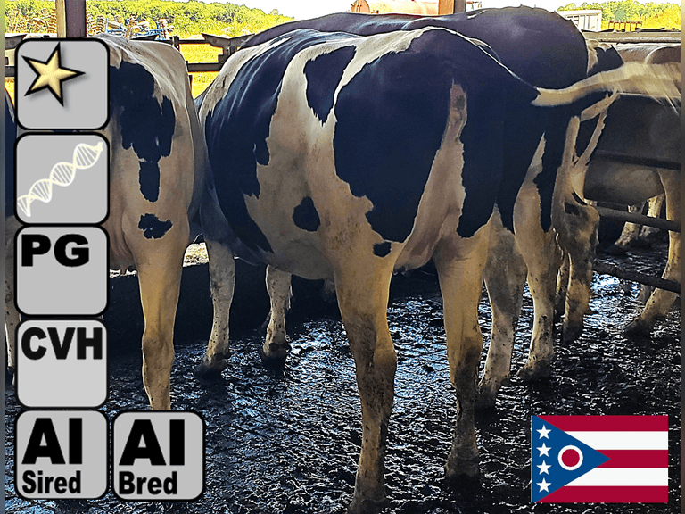 (12) Preg Holstein Heifers | Due 8-20 to 10-9, Avg 232 DCC | AI Bred Conv Holstein, 3 SXD (Serv Sires Avg 462NM$) | Medium+ Flesh, Est Weight 1350#-1450#, Group Avg 166 pNM$ | AI Sired -Sires Avg 517 NM$ | Dams 305me Avg 28911m 1447f 945p 2392cfp |⭐GOLD STAR Genetic Focus Herd - RHA 29323 4.7 1379 3.2 940 | Headlock Trained, Complete Herd Health & Vaccinations | Lots 20-1 & 20-2 were gate cut for trucking, buy them both & we will get a big truck | 1 Fancy Red & White #437 | Alfa Creek Farms Andover. OH| Load By 8-1-25 (Rep Paul Warner 517-231-8427) | SCION Heifer Calf Contract available for the current pregnancies, Call Chad Kreeger 517-294-3484 For Details 425 434 435 436 437 438 443 446 454 473 474 478