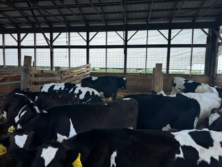 (13) Holstein & Holstein X Guernsey Open Heifers | Born August & September 2025 | Medium Flesh, Est Weight 550#-650# | SELL BY THE POUND (Based at 600#, $.10/cwt Slide-UP ONLY) | 6 AI Sired & 7 HB Guernsey Sired | Vaccinated, Headlock Trained, TMR | Jackson Dairy Caro, MI | Load by 7-11-25 (Rep Dave Bennett 989-286-7244) | 2428 2432 2433 2434 2435 2437 2438 2441 2444 2447 2449 2456 2468