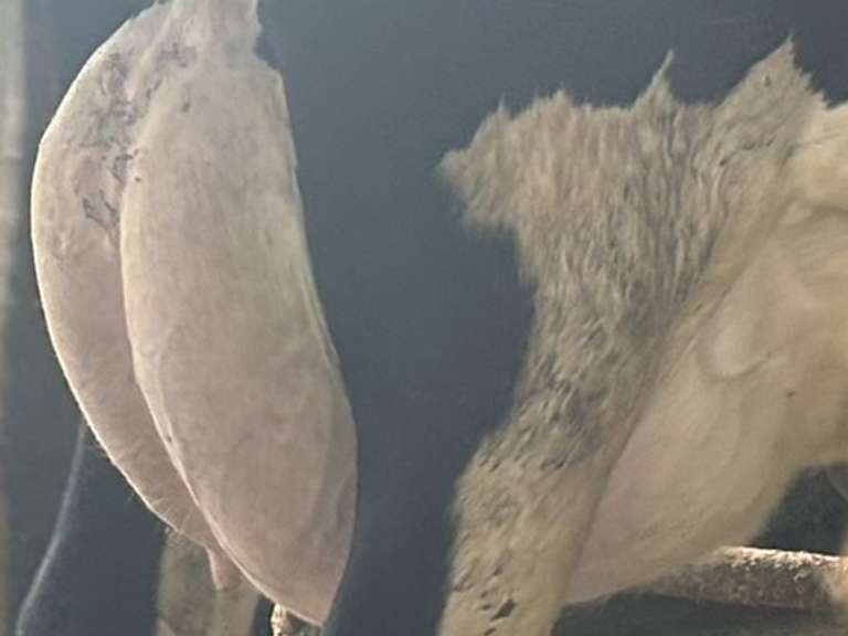 (8) Fresh 1st Lact Holstein Heifers | Fresh 4-7 to 6-13 | 2X Group Avg 47 DIM *80#, 4⭐Udders | AI Sired- Sires Avg 542 NM$ | 1 Serviced-Sexed |⭐GOLD STAR Herd - Tank Avg 95#m 4.2%f 125K SCC | Parrallel Parlor, Sand Freestalls, Complete Herd Health & Vaccinations | Mark Hoover Whittemore, MI | Load By 7-11-25 (Rep Gabe Papoi 989-444-8275) | WILL TEST TO TRAVEL  320 322 331 332 336 340 341 351
