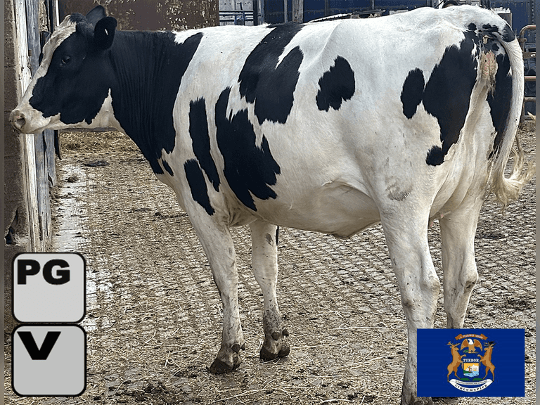 (9) Preg Holstein Heifers | Preg 7-8 Months to HB-Holstein | Medium Flesh, Est Weight 1300# | 7 AI Sired- Sires Avg 502 NM$ & are Polled | Sand Stalls, Vaccinated (Boostered 6-25 Cattlemaster Gold FP 5L5 & Oneshot) | Mike Laier Alger, MI | Load by 7-11-25 (Rep Gabe Papoi 989-444-8275) | 1163 1169 1170 1172 1175 1191 1194 1197 4080