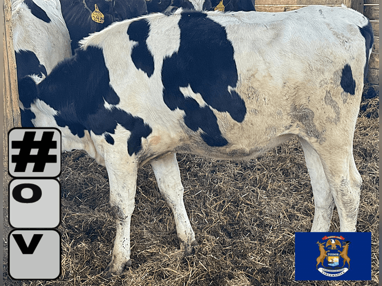 (13) Holstein & Holstein X Guernsey Open Heifers | Born August & September 2025 | Medium Flesh, Est Weight 550#-650# | SELL BY THE POUND (Based at 600#, $.10/cwt Slide-UP ONLY) | 6 AI Sired & 7 HB Guernsey Sired | Vaccinated, Headlock Trained, TMR | Jackson Dairy Caro, MI | Load by 7-11-25 (Rep Dave Bennett 989-286-7244) | 2428 2432 2433 2434 2435 2437 2438 2441 2444 2447 2449 2456 2468