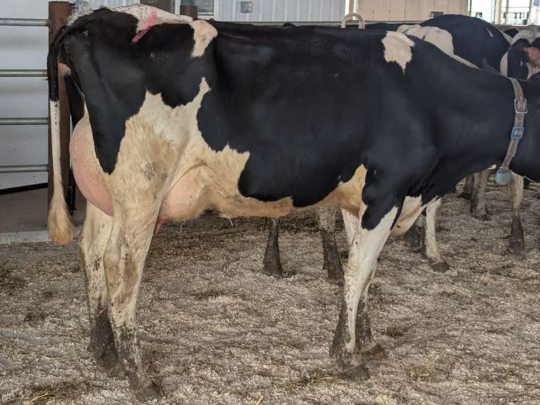 (15) Fresh 1st Lact Holstein Heifers | Fresh 5-29 to 6-25 | 3X Group Avg 43 DIM 94#m, 442gNM$ 502DW$, 4⭐Udders | AI Sired- Sires Avg 647 NM$ |⭐GOLD STAR, Genetic Focus Herd-Genomic Tested | Rotary Parlor, Sand Stalls, Headlocks,  Complete Herd Health & Vaccinations | Hickory Gables Dairy Hickory Corners, MI | Load by 8-1-25 (Rep Shaun Hyde 989-287-2660) | MICHIGAN BUYERS ONLY 210 563 589 598 817 918 959 989 1001 1009 1011 1032 1049 1058 1070
