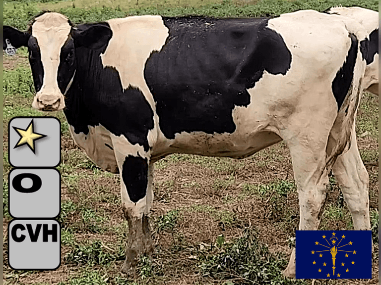 (30) Open Holstein Heifers | Ready To Breed, Medium Flesh, Est Weight 800#-850# | On TMR & Pasture, Complete Herd Health & Vaccinated | ⭐GOLD STAR Herd- Avg 90#m 4.0%f 3.2%p | Don & JP Hendrixson Dairy Peru, IN | Sort @ Loading by 7-25-25 (Rep Brian Landis 574-536-5026) |