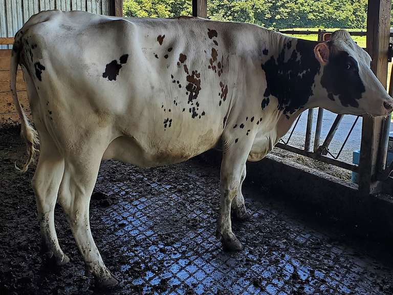 (12) Preg Holstein Heifers | Due 8-20 to 10-9, Avg 232 DCC | AI Bred Conv Holstein, 3 SXD (Serv Sires Avg 462NM$) | Medium+ Flesh, Est Weight 1350#-1450#, Group Avg 166 pNM$ | AI Sired -Sires Avg 517 NM$ | Dams 305me Avg 28911m 1447f 945p 2392cfp |⭐GOLD STAR Genetic Focus Herd - RHA 29323 4.7 1379 3.2 940 | Headlock Trained, Complete Herd Health & Vaccinations | Lots 20-1 & 20-2 were gate cut for trucking, buy them both & we will get a big truck | 1 Fancy Red & White #437 | Alfa Creek Farms Andover. OH| Load By 8-1-25 (Rep Paul Warner 517-231-8427) | SCION Heifer Calf Contract available for the current pregnancies, Call Chad Kreeger 517-294-3484 For Details 425 434 435 436 437 438 443 446 454 473 474 478