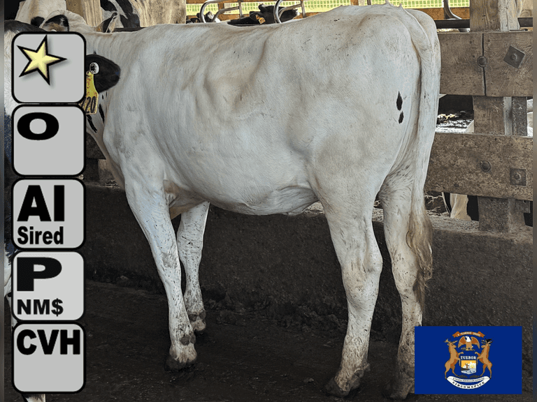 (12) Open Holstein Heifers | Born 5-1-24 to 6-6-24 | Medium+ Flesh, Est Weight 850#-900# | Group Avg 435 pNM$ | AI Sired- Sires Avg 571 NM$ | Dams 305 Milk Avg 31780# |⭐GOLD STAR Herd, RHA 29400# | Freestall Housed, Headlock Trained, TMR, Complete Herd Health & Vaccinations | NVF Shepard, MI | Load by 17-11-25 (Rep Chad Kreeger 517-294-3484)  | 6685 6696 6698 6720 6724 6744 6746 6749 6752 6755 6761 6766