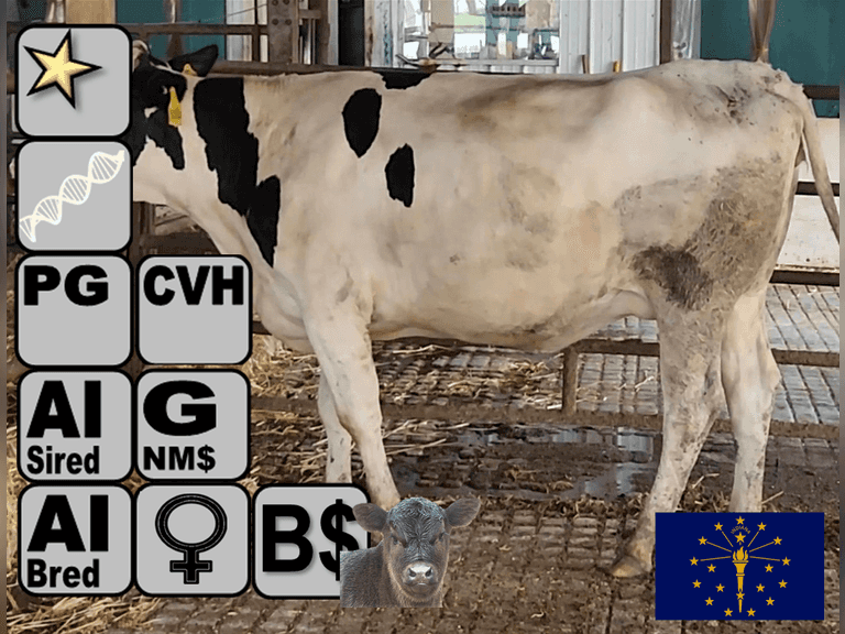 (25) Preg Holstein Heifers | Due in August, Avg 246 DCC | AI Bred - 60% Sexed Holstein, 40% Angu$ (Holstein Serv Sires Avg 754 NM$, Preg Avg 506 pNM$) | Medium+ Flesh, Est Weight 1300#-1400#, Group Avg 249 pNM$, $279 DW$ | AI Sired -Sires Avg 430 NM$ |⭐GOLD STAR Genetic Focus Herd - 92# 4.2 3.3 | Headlock Trained, Sand Stalls, Complete Herd Health & Vaccinations | 40 in group to sort a great load! | Next Generations Dairy Berne, IN | Sort @ Loading By 7-25-25 (Rep Brian Landis 574-536-5026 ) | SCION Heifer Calf Contract available for the current pregnancies- Call Chad Kreeger 517-294-3484 For Details | 32428 32537 32550 32558 32582 32583 32587 32598 32607 32616 32633 32635 32640 32644 32654 32661 32664 32687 32692 32696 32707 32710 32717 32724 32730 32734 32736 32739 32743 32747 32749 32750 32757 32759 32777 32781 32782 32793 32799 32807