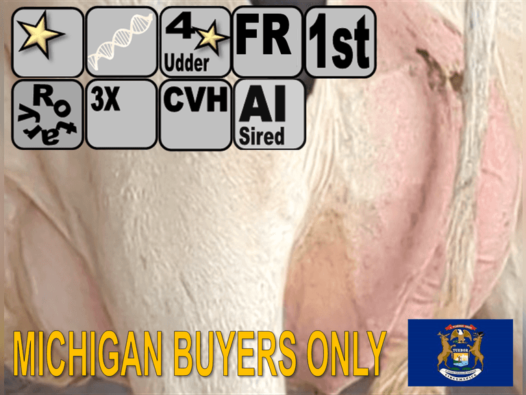 (15) Fresh 1st Lact Holstein Heifers | Fresh 5-29 to 6-25 | 3X Group Avg 43 DIM 94#m, 442gNM$ 502DW$, 4⭐Udders | AI Sired- Sires Avg 647 NM$ |⭐GOLD STAR, Genetic Focus Herd-Genomic Tested | Rotary Parlor, Sand Stalls, Headlocks,  Complete Herd Health & Vaccinations | Hickory Gables Dairy Hickory Corners, MI | Load by 8-1-25 (Rep Shaun Hyde 989-287-2660) | MICHIGAN BUYERS ONLY 210 563 589 598 817 918 959 989 1001 1009 1011 1032 1049 1058 1070