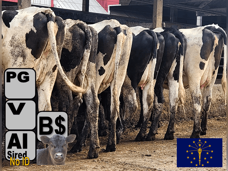 (19) Preg Holstein Heifers | Due 8-27 to 9-27, Bred AI 11-24 to ABS INFOCUS Beef Bulls & turned with ANGU$ Bulls | AI Sired-NO ID, purchased as weaned calves from 2 dairies | Medium Flesh, Est Weight 1100#-1250# | Freestall Trained, Headlocks, TMR & Vaccinated | Swisslane, LLC Decatur, IN | Load by 7-25-25 (Rep Brian Landis 574-536-5026) | 199 200 229 231 239 263 293 296 300 301 302 324 345 403 407 413 416 418 419