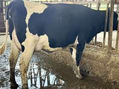(13) Fresh 1st Lact Holstein Heifers | Fresh 5-13 to 6-22 | 3X Group Avg 54 DIM 94#m (103#ecm) 4.4%f 2.9%p SCC-39K, 238 pNM$, 250 pCM$, 4⭐Udders,  | AI Sired-Sires Avg 482 NM$ | Dams 305me Avg 32902m 1451f 981p 2433cfp | ⭐GOLD STAR Genetic Focus Herd, RHA 30936 4.3 1341 3.1 948, July Test 103# 4.5%f, Top 100 Herd-Central Star | Rotary Parlor, Sand Freestalls, Headlocks, Complete Herd Health & Vaccinations, Registered, Fairlife Certified | Yonkman Dairy McBain, MI | Sort @ Loading by 8-1-25 (Rep Chad Kreeger 517-294-3484 & Gabe Papoi 989-444-8275) | (OFI) WILL TEST TO TRAVEL 8914 8956 8980 8991 9003 9014 9015 9016 9023 9025 9034 9057 9104
