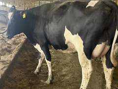 (13) Fresh 1st Lact Holstein Heifers | Fresh 5-13 to 6-22 | 3X Group Avg 54 DIM 94#m (103#ecm) 4.4%f 2.9%p SCC-39K, 238 pNM$, 250 pCM$, 4⭐Udders,  | AI Sired-Sires Avg 482 NM$ | Dams 305me Avg 32902m 1451f 981p 2433cfp | ⭐GOLD STAR Genetic Focus Herd, RHA 30936 4.3 1341 3.1 948, July Test 103# 4.5%f, Top 100 Herd-Central Star | Rotary Parlor, Sand Freestalls, Headlocks, Complete Herd Health & Vaccinations, Registered, Fairlife Certified | Yonkman Dairy McBain, MI | Sort @ Loading by 8-1-25 (Rep Chad Kreeger 517-294-3484 & Gabe Papoi 989-444-8275) | (OFI) WILL TEST TO TRAVEL 8914 8956 8980 8991 9003 9014 9015 9016 9023 9025 9034 9057 9104