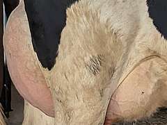 (15) Fresh 1st Lact Holstein Heifers | Fresh 5-29 to 6-25 | 3X Group Avg 43 DIM 94#m, 442gNM$ 502DW$, 4⭐Udders | AI Sired- Sires Avg 647 NM$ |⭐GOLD STAR, Genetic Focus Herd-Genomic Tested | Rotary Parlor, Sand Stalls, Headlocks,  Complete Herd Health & Vaccinations | Hickory Gables Dairy Hickory Corners, MI | Load by 8-1-25 (Rep Shaun Hyde 989-287-2660) | MICHIGAN BUYERS ONLY 210 563 589 598 817 918 959 989 1001 1009 1011 1032 1049 1058 1070