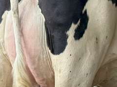 (13) Fresh 1st Lact Holstein Heifers | Fresh 5-13 to 6-22 | 3X Group Avg 54 DIM 94#m (103#ecm) 4.4%f 2.9%p SCC-39K, 238 pNM$, 250 pCM$, 4⭐Udders,  | AI Sired-Sires Avg 482 NM$ | Dams 305me Avg 32902m 1451f 981p 2433cfp | ⭐GOLD STAR Genetic Focus Herd, RHA 30936 4.3 1341 3.1 948, July Test 103# 4.5%f, Top 100 Herd-Central Star | Rotary Parlor, Sand Freestalls, Headlocks, Complete Herd Health & Vaccinations, Registered, Fairlife Certified | Yonkman Dairy McBain, MI | Sort @ Loading by 8-1-25 (Rep Chad Kreeger 517-294-3484 & Gabe Papoi 989-444-8275) | (OFI) WILL TEST TO TRAVEL 8914 8956 8980 8991 9003 9014 9015 9016 9023 9025 9034 9057 9104