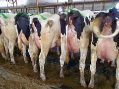 (25) Fresh 1st Lact Holstein Heifers | Fresh 5-12 to 7-2 | 3X Group Avg 43 DIM 85#m SCC-36K, 587 gNM$, 2646 gTPI, 4 & 5⭐Udders,  | AI Sired-Sires Avg 639 NM$ | Dams ACTUAL Avg 32988m 1466f 1120p 22531cfp | ⭐GOLD STAR Genetic Focus Herd, Tank Avg 94# on 2400 Cows | Extensive ET Program, From some of the greatest cow families in the breed with literally Hundreds of bulls in AI! | Rotary Parlor, Sand Freestalls, Headlocks, Complete Herd Health & Vaccinations, Registered | Oakfield Corners Dairy Oakfield, NY | Load by 8-1-25 (Rep Paul Warner 517-231-8427) | WILL TEST TO TRAVEL 7070 7130 21575 21799 21825 22052 22105 22281 22290 22312 22313 22336 22374 22407 22478 58507 58564 71175 71300 96542 96574 96596 96647 96689 96721