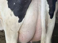 (13) Fresh 1st Lact Holstein Heifers | Fresh 5-13 to 6-22 | 3X Group Avg 54 DIM 94#m (103#ecm) 4.4%f 2.9%p SCC-39K, 238 pNM$, 250 pCM$, 4⭐Udders,  | AI Sired-Sires Avg 482 NM$ | Dams 305me Avg 32902m 1451f 981p 2433cfp | ⭐GOLD STAR Genetic Focus Herd, RHA 30936 4.3 1341 3.1 948, July Test 103# 4.5%f, Top 100 Herd-Central Star | Rotary Parlor, Sand Freestalls, Headlocks, Complete Herd Health & Vaccinations, Registered, Fairlife Certified | Yonkman Dairy McBain, MI | Sort @ Loading by 8-1-25 (Rep Chad Kreeger 517-294-3484 & Gabe Papoi 989-444-8275) | (OFI) WILL TEST TO TRAVEL 8914 8956 8980 8991 9003 9014 9015 9016 9023 9025 9034 9057 9104