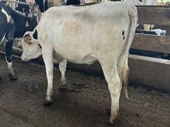 (12) Open Holstein Heifers | Born 5-1-24 to 6-6-24 | Medium+ Flesh, Est Weight 850#-900# | Group Avg 435 pNM$ | AI Sired- Sires Avg 571 NM$ | Dams 305 Milk Avg 31780# |⭐GOLD STAR Herd, RHA 29400# | Freestall Housed, Headlock Trained, TMR, Complete Herd Health & Vaccinations | NVF Shepard, MI | Load by 17-11-25 (Rep Chad Kreeger 517-294-3484)  | 6685 6696 6698 6720 6724 6744 6746 6749 6752 6755 6761 6766