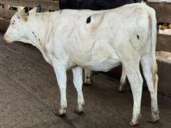 (12) Open Holstein Heifers | Born 5-1-24 to 6-6-24 | Medium+ Flesh, Est Weight 850#-900# | Group Avg 435 pNM$ | AI Sired- Sires Avg 571 NM$ | Dams 305 Milk Avg 31780# |⭐GOLD STAR Herd, RHA 29400# | Freestall Housed, Headlock Trained, TMR, Complete Herd Health & Vaccinations | NVF Shepard, MI | Load by 17-11-25 (Rep Chad Kreeger 517-294-3484)  | 6685 6696 6698 6720 6724 6744 6746 6749 6752 6755 6761 6766