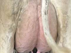 (8) Fresh 1st Lact Holstein Heifers | Fresh 4-7 to 6-13 | 2X Group Avg 47 DIM *80#, 4⭐Udders | AI Sired- Sires Avg 542 NM$ | 1 Serviced-Sexed |⭐GOLD STAR Herd - Tank Avg 95#m 4.2%f 125K SCC | Parrallel Parlor, Sand Freestalls, Complete Herd Health & Vaccinations | Mark Hoover Whittemore, MI | Load By 7-11-25 (Rep Gabe Papoi 989-444-8275) | WILL TEST TO TRAVEL  320 322 331 332 336 340 341 351