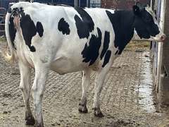(9) Preg Holstein Heifers | Preg 7-8 Months to HB-Holstein | Medium Flesh, Est Weight 1300# | 7 AI Sired- Sires Avg 502 NM$ & are Polled | Sand Stalls, Vaccinated (Boostered 6-25 Cattlemaster Gold FP 5L5 & Oneshot) | Mike Laier Alger, MI | Load by 7-11-25 (Rep Gabe Papoi 989-444-8275) | 1163 1169 1170 1172 1175 1191 1194 1197 4080
