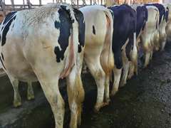 (32) Preg Holstein Heifers | Due 8-11 to 8-28, Avg 235 DCC | AI Bred Conv Holstein (Serv Sires Avg 684 NM$) | Medium+ Flesh, Est Weight 1350#-1450#, Group Avg 302 pNM$ | AI Sired -Sires Avg 619 NM$ | Dams 305me Avg 34560m 1361f 1037p 2398cfp | Legendary ⭐GOLD STAR Herd - RHA 33736 3.9 1316 3.0 1027 @ Dispersal | Headlock Trained, Sand Stalls, Complete Herd Health & Vaccinations | Nobis Dairy Farm St. Johns, MI | Load By 5-16-25 (Rep Paul Warner 517-231-8427) | 3162 3164 3168 3100 3105 3116 3165 3122 3112 3038 3094 3151 3133 3167 3084 3161 3153 3157 3134 3148 3152 3155 3159 3176 3185 3190 3173 3182 3175 3181 3172 3184 SCION Heifer Calf Contract available for the current pregnancies, Call Chad Kreeger 517-294-3484 For Details