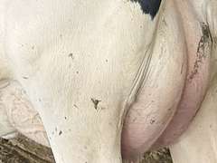 (13) Fresh 1st Lact Holstein Heifers | Fresh 5-13 to 6-22 | 3X Group Avg 54 DIM 94#m (103#ecm) 4.4%f 2.9%p SCC-39K, 238 pNM$, 250 pCM$, 4⭐Udders,  | AI Sired-Sires Avg 482 NM$ | Dams 305me Avg 32902m 1451f 981p 2433cfp | ⭐GOLD STAR Genetic Focus Herd, RHA 30936 4.3 1341 3.1 948, July Test 103# 4.5%f, Top 100 Herd-Central Star | Rotary Parlor, Sand Freestalls, Headlocks, Complete Herd Health & Vaccinations, Registered, Fairlife Certified | Yonkman Dairy McBain, MI | Sort @ Loading by 8-1-25 (Rep Chad Kreeger 517-294-3484 & Gabe Papoi 989-444-8275) | (OFI) WILL TEST TO TRAVEL 8914 8956 8980 8991 9003 9014 9015 9016 9023 9025 9034 9057 9104