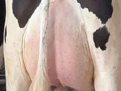 (15) Fresh 1st Lact Holstein Heifers | Fresh 5-29 to 6-25 | 3X Group Avg 43 DIM 94#m, 442gNM$ 502DW$, 4⭐Udders | AI Sired- Sires Avg 647 NM$ |⭐GOLD STAR, Genetic Focus Herd-Genomic Tested | Rotary Parlor, Sand Stalls, Headlocks,  Complete Herd Health & Vaccinations | Hickory Gables Dairy Hickory Corners, MI | Load by 8-1-25 (Rep Shaun Hyde 989-287-2660) | MICHIGAN BUYERS ONLY 210 563 589 598 817 918 959 989 1001 1009 1011 1032 1049 1058 1070