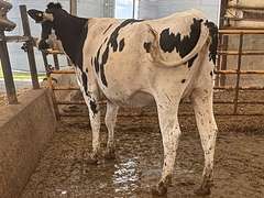 (10) Preg Holstein Heifers | Due 8-7 to 8-29, Avg 234 DCC | AI Bred Conv Holstein (Serv Sires Avg 732 NM$) | Medium Flesh, Est Weight 1250#-1350# | 3 AI Sired ID - Sires Avg 497 NM$ |⭐GOLD STAR Grower | Sand Stalls, Headlocks, Complete Vaccinations & Herd Health | Weber Dairy Pinconning, MI | Load by 7-11-25 (Rep Gabe Papoi 989-444-8275) | 2872 4939 4992 4994 15190 812649 812707 817705 817751 877770