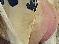 (25) Fresh 1st Lact Holstein Heifers | Fresh 5-12 to 7-2 | 3X Group Avg 43 DIM 85#m SCC-36K, 587 gNM$, 2646 gTPI, 4 & 5⭐Udders,  | AI Sired-Sires Avg 639 NM$ | Dams ACTUAL Avg 32988m 1466f 1120p 22531cfp | ⭐GOLD STAR Genetic Focus Herd, Tank Avg 94# on 2400 Cows | Extensive ET Program, From some of the greatest cow families in the breed with literally Hundreds of bulls in AI! | Rotary Parlor, Sand Freestalls, Headlocks, Complete Herd Health & Vaccinations, Registered | Oakfield Corners Dairy Oakfield, NY | Load by 8-1-25 (Rep Paul Warner 517-231-8427) | WILL TEST TO TRAVEL 7070 7130 21575 21799 21825 22052 22105 22281 22290 22312 22313 22336 22374 22407 22478 58507 58564 71175 71300 96542 96574 96596 96647 96689 96721
