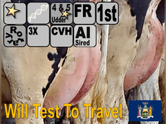 (25) Fresh 1st Lact Holstein Heifers | Fresh 5-12 to 7-2 | 3X Group Avg 43 DIM 85#m SCC-36K, 587 gNM$, 2646 gTPI, 4 & 5⭐Udders,  | AI Sired-Sires Avg 639 NM$ | Dams ACTUAL Avg 32988m 1466f 1120p 22531cfp | ⭐GOLD STAR Genetic Focus Herd, Tank Avg 94# on 2400 Cows | Extensive ET Program, From some of the greatest cow families in the breed with literally Hundreds of bulls in AI! | Rotary Parlor, Sand Freestalls, Headlocks, Complete Herd Health & Vaccinations, Registered | Oakfield Corners Dairy Oakfield, NY | Load by 8-1-25 (Rep Paul Warner 517-231-8427) | WILL TEST TO TRAVEL 7070 7130 21575 21799 21825 22052 22105 22281 22290 22312 22313 22336 22374 22407 22478 58507 58564 71175 71300 96542 96574 96596 96647 96689 96721