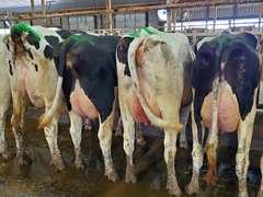 (25) Fresh 1st Lact Holstein Heifers | Fresh 5-12 to 7-2 | 3X Group Avg 43 DIM 85#m SCC-36K, 587 gNM$, 2646 gTPI, 4 & 5⭐Udders,  | AI Sired-Sires Avg 639 NM$ | Dams ACTUAL Avg 32988m 1466f 1120p 22531cfp | ⭐GOLD STAR Genetic Focus Herd, Tank Avg 94# on 2400 Cows | Extensive ET Program, From some of the greatest cow families in the breed with literally Hundreds of bulls in AI! | Rotary Parlor, Sand Freestalls, Headlocks, Complete Herd Health & Vaccinations, Registered | Oakfield Corners Dairy Oakfield, NY | Load by 8-1-25 (Rep Paul Warner 517-231-8427) | WILL TEST TO TRAVEL 7070 7130 21575 21799 21825 22052 22105 22281 22290 22312 22313 22336 22374 22407 22478 58507 58564 71175 71300 96542 96574 96596 96647 96689 96721