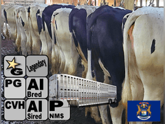 (32) Preg Holstein Heifers | Due 8-11 to 8-28, Avg 235 DCC | AI Bred Conv Holstein (Serv Sires Avg 684 NM$) | Medium+ Flesh, Est Weight 1350#-1450#, Group Avg 302 pNM$ | AI Sired -Sires Avg 619 NM$ | Dams 305me Avg 34560m 1361f 1037p 2398cfp | Legendary ⭐GOLD STAR Herd - RHA 33736 3.9 1316 3.0 1027 @ Dispersal | Headlock Trained, Sand Stalls, Complete Herd Health & Vaccinations | Nobis Dairy Farm St. Johns, MI | Load By 5-16-25 (Rep Paul Warner 517-231-8427) | 3162 3164 3168 3100 3105 3116 3165 3122 3112 3038 3094 3151 3133 3167 3084 3161 3153 3157 3134 3148 3152 3155 3159 3176 3185 3190 3173 3182 3175 3181 3172 3184 SCION Heifer Calf Contract available for the current pregnancies, Call Chad Kreeger 517-294-3484 For Details