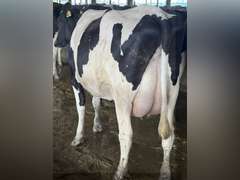(13) Fresh 1st Lact Holstein Heifers | Fresh 5-13 to 6-22 | 3X Group Avg 54 DIM 94#m (103#ecm) 4.4%f 2.9%p SCC-39K, 238 pNM$, 250 pCM$, 4⭐Udders,  | AI Sired-Sires Avg 482 NM$ | Dams 305me Avg 32902m 1451f 981p 2433cfp | ⭐GOLD STAR Genetic Focus Herd, RHA 30936 4.3 1341 3.1 948, July Test 103# 4.5%f, Top 100 Herd-Central Star | Rotary Parlor, Sand Freestalls, Headlocks, Complete Herd Health & Vaccinations, Registered, Fairlife Certified | Yonkman Dairy McBain, MI | Sort @ Loading by 8-1-25 (Rep Chad Kreeger 517-294-3484 & Gabe Papoi 989-444-8275) | (OFI) WILL TEST TO TRAVEL 8914 8956 8980 8991 9003 9014 9015 9016 9023 9025 9034 9057 9104