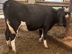 (10) Preg Holstein Heifers | Due 8-7 to 8-29, Avg 234 DCC | AI Bred Conv Holstein (Serv Sires Avg 732 NM$) | Medium Flesh, Est Weight 1250#-1350# | 3 AI Sired ID - Sires Avg 497 NM$ |⭐GOLD STAR Grower | Sand Stalls, Headlocks, Complete Vaccinations & Herd Health | Weber Dairy Pinconning, MI | Load by 7-11-25 (Rep Gabe Papoi 989-444-8275) | 2872 4939 4992 4994 15190 812649 812707 817705 817751 877770