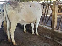 (32) Preg Holstein Heifers | Due 8-11 to 8-28, Avg 235 DCC | AI Bred Conv Holstein (Serv Sires Avg 684 NM$) | Medium+ Flesh, Est Weight 1350#-1450#, Group Avg 302 pNM$ | AI Sired -Sires Avg 619 NM$ | Dams 305me Avg 34560m 1361f 1037p 2398cfp | Legendary ⭐GOLD STAR Herd - RHA 33736 3.9 1316 3.0 1027 @ Dispersal | Headlock Trained, Sand Stalls, Complete Herd Health & Vaccinations | Nobis Dairy Farm St. Johns, MI | Load By 5-16-25 (Rep Paul Warner 517-231-8427) | 3162 3164 3168 3100 3105 3116 3165 3122 3112 3038 3094 3151 3133 3167 3084 3161 3153 3157 3134 3148 3152 3155 3159 3176 3185 3190 3173 3182 3175 3181 3172 3184 SCION Heifer Calf Contract available for the current pregnancies, Call Chad Kreeger 517-294-3484 For Details