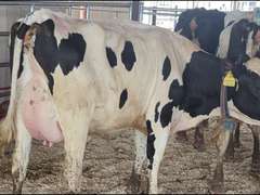(15) Fresh 1st Lact Holstein Heifers | Fresh 5-29 to 6-25 | 3X Group Avg 43 DIM 94#m, 442gNM$ 502DW$, 4⭐Udders | AI Sired- Sires Avg 647 NM$ |⭐GOLD STAR, Genetic Focus Herd-Genomic Tested | Rotary Parlor, Sand Stalls, Headlocks,  Complete Herd Health & Vaccinations | Hickory Gables Dairy Hickory Corners, MI | Load by 8-1-25 (Rep Shaun Hyde 989-287-2660) | MICHIGAN BUYERS ONLY 210 563 589 598 817 918 959 989 1001 1009 1011 1032 1049 1058 1070