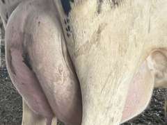 (8) Fresh 1st Lact Holstein Heifers | Fresh 4-7 to 6-13 | 2X Group Avg 47 DIM *80#, 4⭐Udders | AI Sired- Sires Avg 542 NM$ | 1 Serviced-Sexed |⭐GOLD STAR Herd - Tank Avg 95#m 4.2%f 125K SCC | Parrallel Parlor, Sand Freestalls, Complete Herd Health & Vaccinations | Mark Hoover Whittemore, MI | Load By 7-11-25 (Rep Gabe Papoi 989-444-8275) | WILL TEST TO TRAVEL  320 322 331 332 336 340 341 351